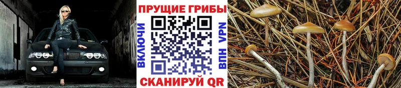 Купить где  Пермь  Галлюциногенные грибы мицелий 